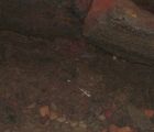 Day 2 - Ape Cave - cave mouse Day 2 - Ape Cave - cave mouse